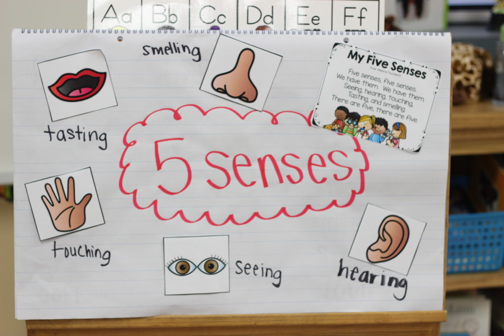 five senses in kindergarten